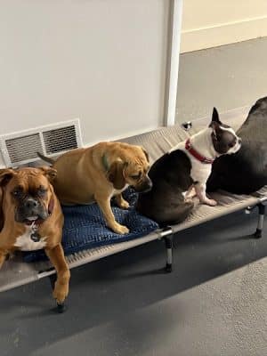 The Dognasium Doggy Daycare