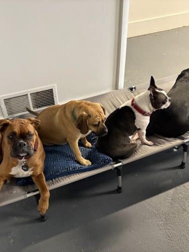 The Dognasium Doggy Daycare