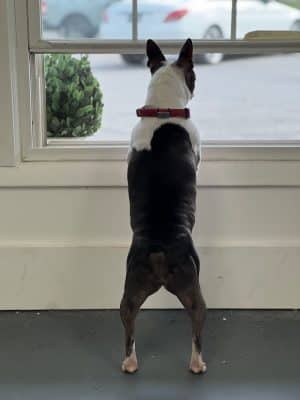 The Dognasium Doggy Daycare