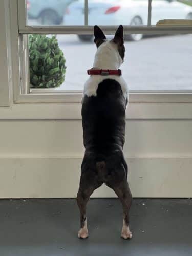 The Dognasium Doggy Daycare