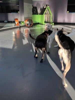 The Dognasium Doggy Daycare