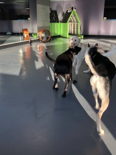 The Dognasium Doggy Daycare
