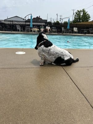 Uptown Hounds