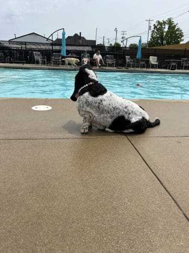 Uptown Hounds