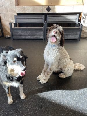 Uptown Hounds