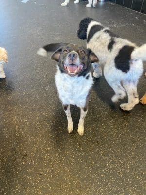 Uptown Hounds