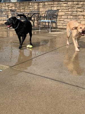 Uptown Hounds