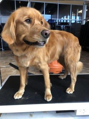 Uptown Hounds