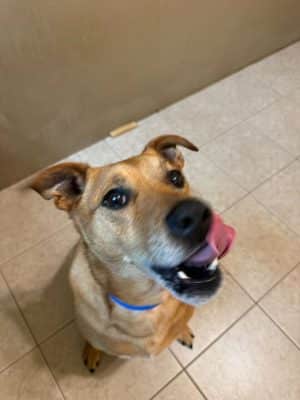 Uptown Hounds