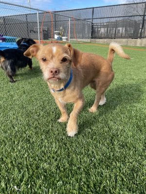 Uptown Hounds