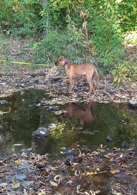 Wolf Run Park