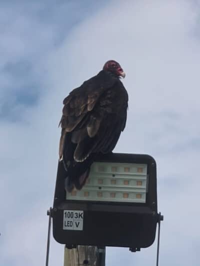 Masterson Station Park - Lexington, KY