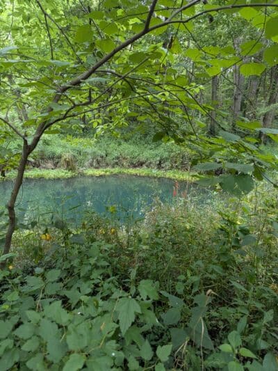 McConnell Springs Park - Lexington, KY