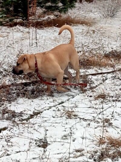Scraps Dog Park - Liberty Lake, WA