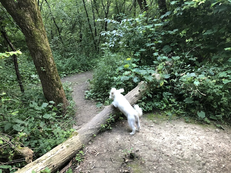 Independence Grove Off-Leash Dog Area - Libertyville, IL