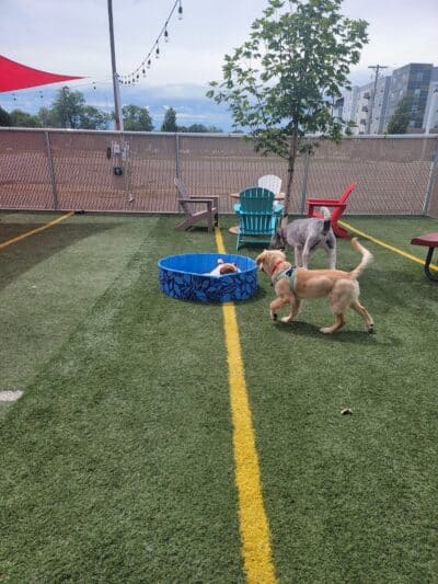 Off Leash Dog Bar - Lincoln, NE
