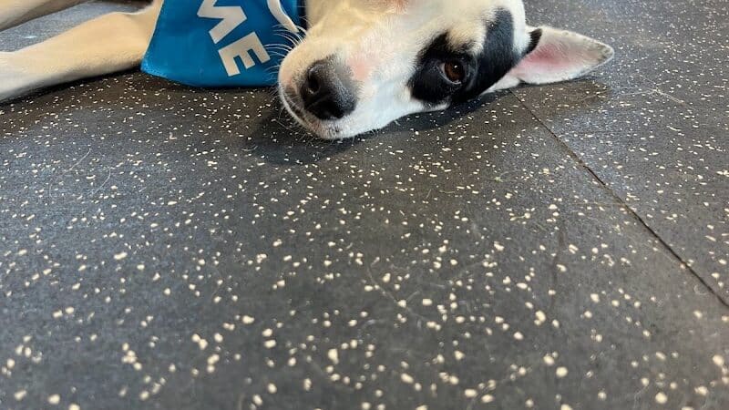 Off Leash Dog Bar - Lincoln, NE