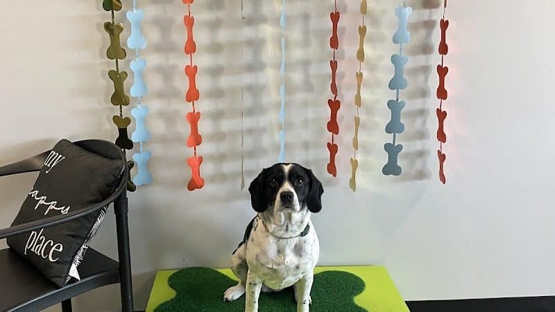 Urban Hound Dog Park & Bar - Lincoln, NE