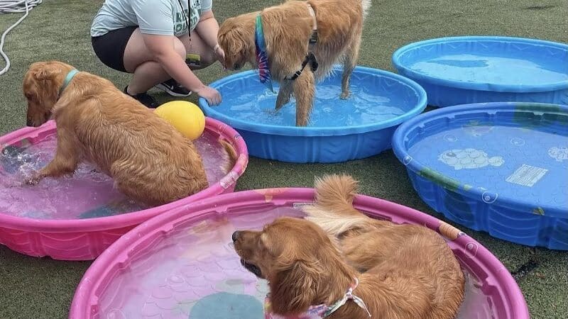 Urban Hound Dog Park & Bar - Lincoln, NE
