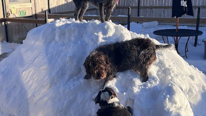Urban Hound Dog Park & Bar - Lincoln, NE