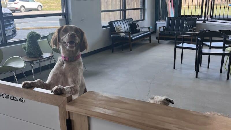 Urban Hound Dog Park & Bar - Lincoln, NE