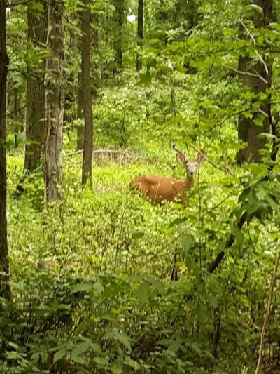 Hawk Rise Sanctuary - Linden, NJ