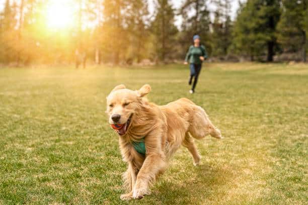 Lexington Dog Park - Linden, NJ