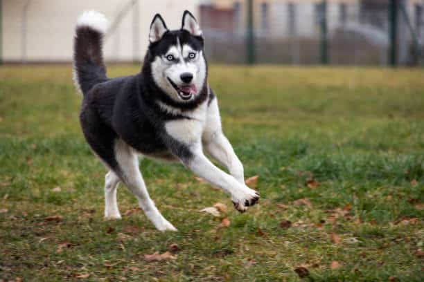 Lexington Dog Park - Linden, NJ
