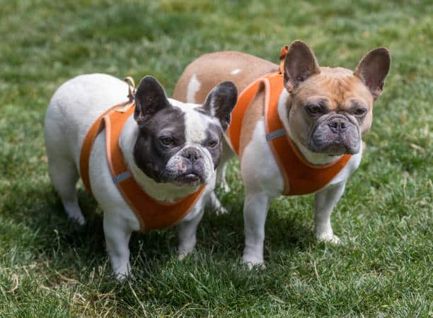 Lexington Dog Park - Linden, NJ