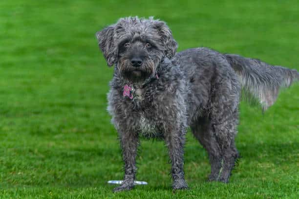 Lexington Dog Park - Linden, NJ