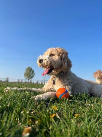 Lexington Dog Park - Linden, NJ