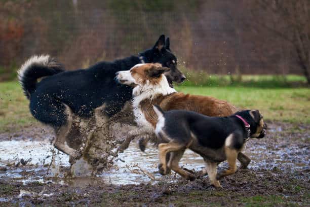 Lexington Dog Park - Linden, NJ