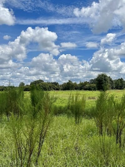 Chito Branch Reserve - Lithia, FL