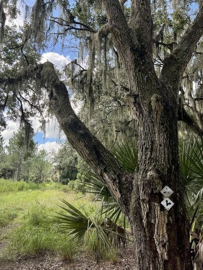 Chito Branch Reserve - Lithia, FL