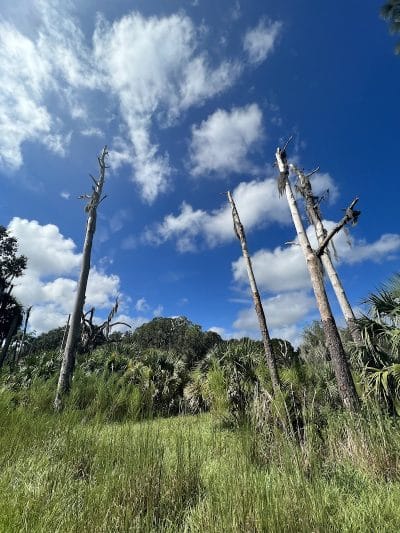 Chito Branch Reserve - Lithia, FL