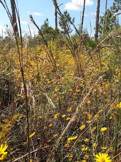 Chito Branch Reserve - Lithia, FL