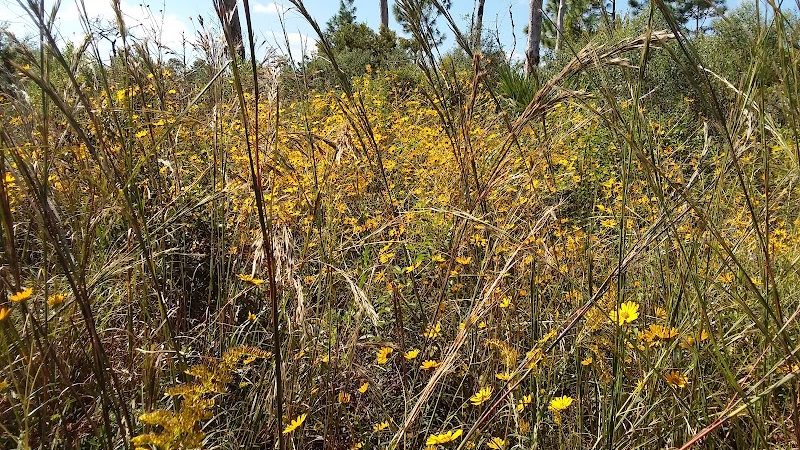 Chito Branch Reserve - Lithia, FL