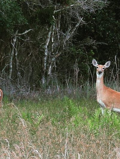 Chito Branch Reserve - Lithia, FL