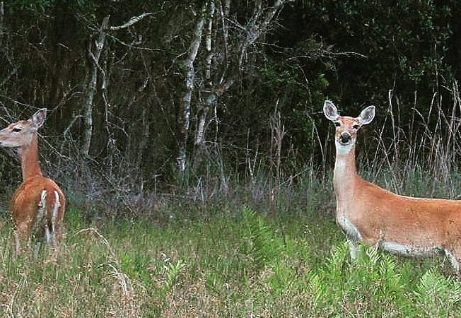 Chito Branch Reserve - Lithia, FL