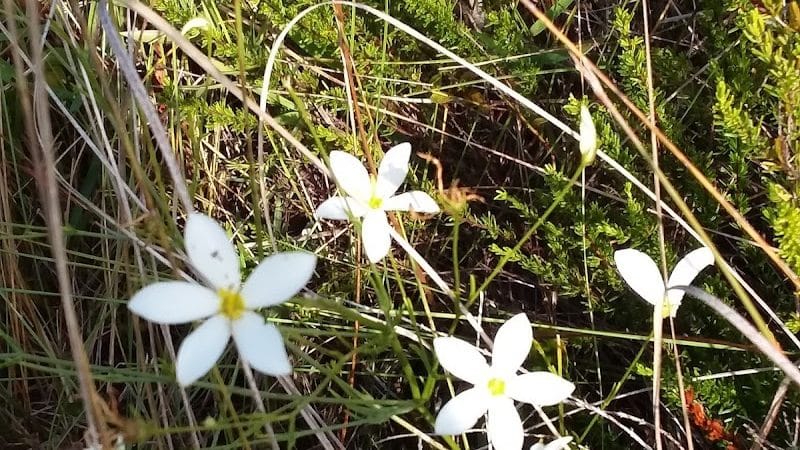 Chito Branch Reserve - Lithia, FL