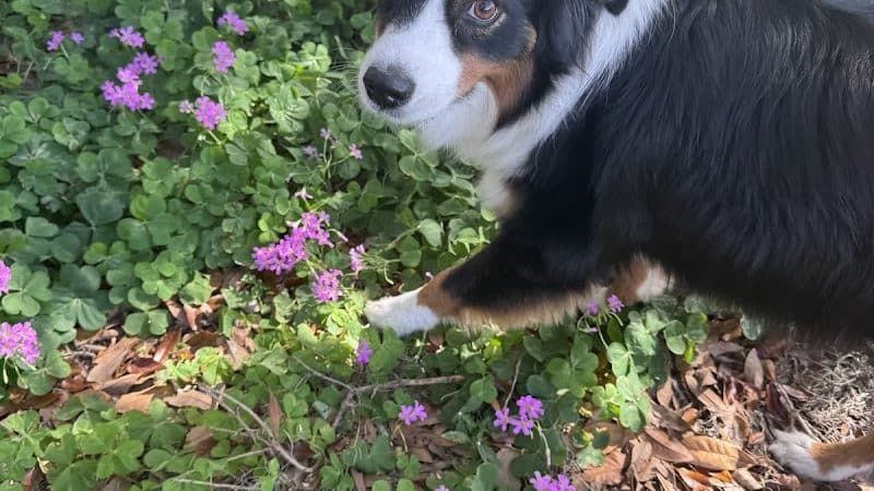 Free Paws Dog Lodging & Daycare - Lithia, FL