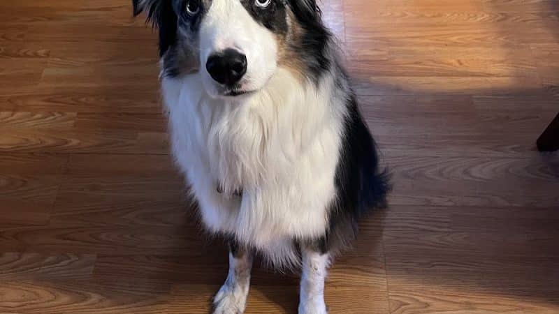 Free Paws Dog Lodging & Daycare - Lithia, FL
