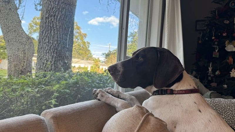 Free Paws Dog Lodging & Daycare - Lithia, FL