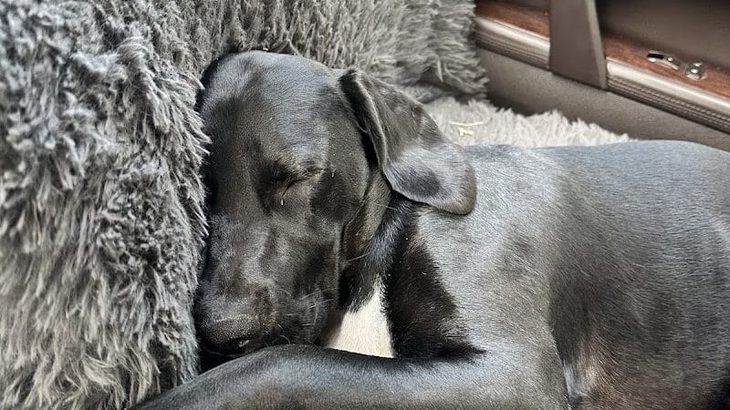 Free Paws Dog Lodging & Daycare - Lithia, FL