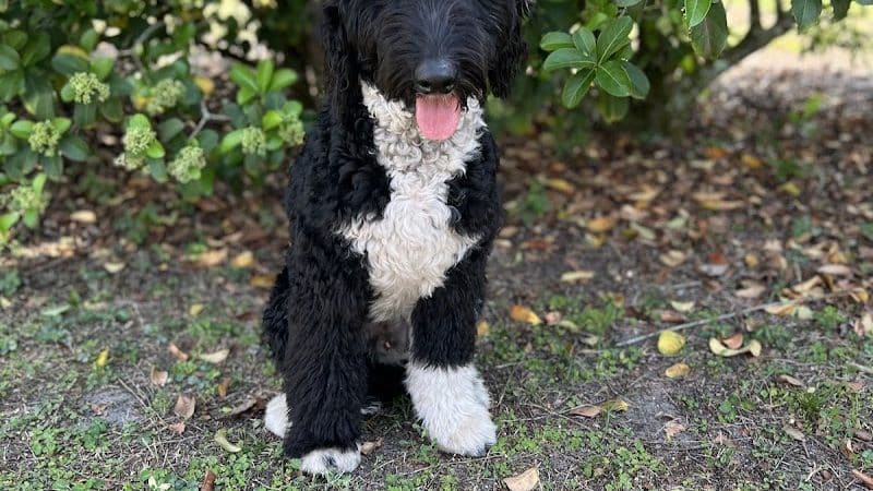 Free Paws Dog Lodging & Daycare - Lithia, FL