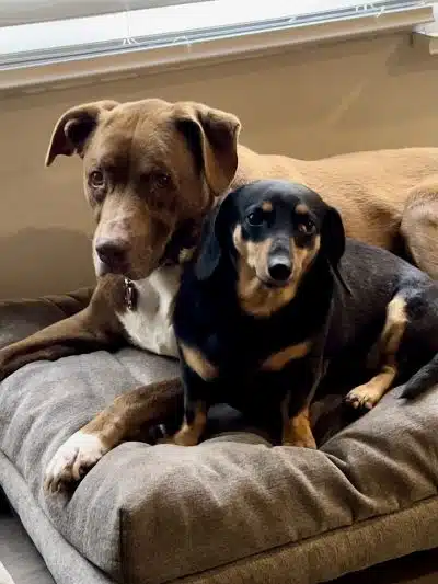 Free Paws Dog Lodging & Daycare - Lithia, FL