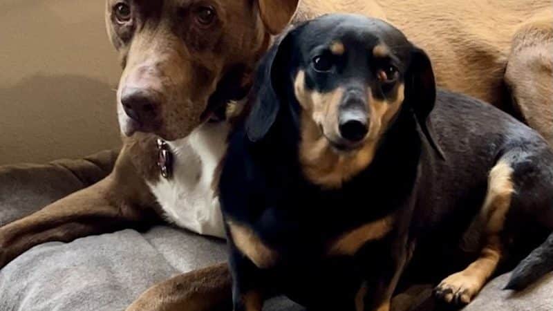 Free Paws Dog Lodging & Daycare - Lithia, FL