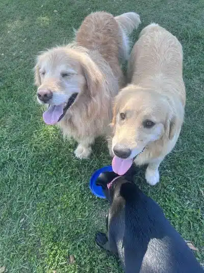 Free Paws Dog Lodging & Daycare - Lithia, FL