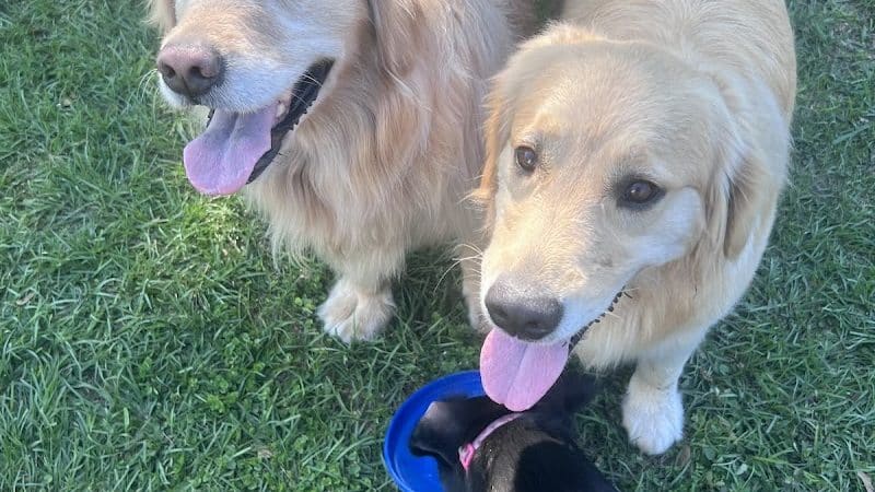 Free Paws Dog Lodging & Daycare - Lithia, FL