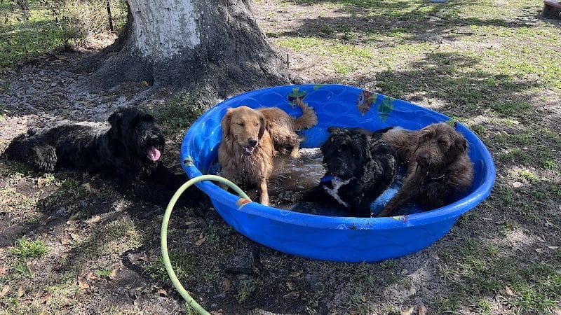 Free Paws Dog Lodging & Daycare - Lithia, FL